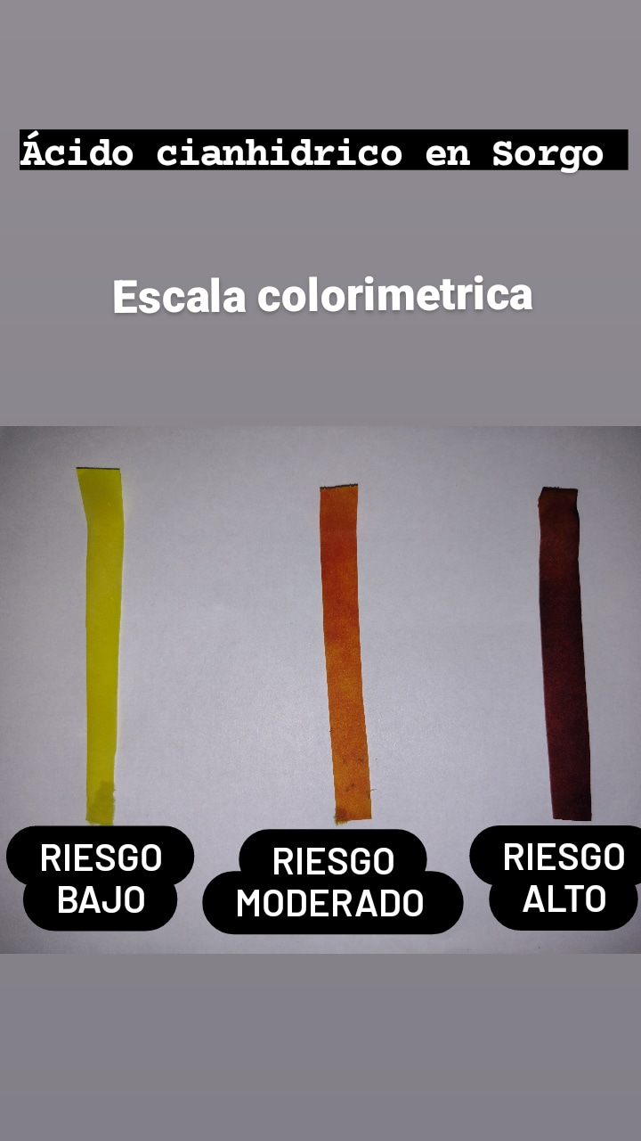 Escala colorim&eacute;trica &aacute;cido cianh&iacute;drico